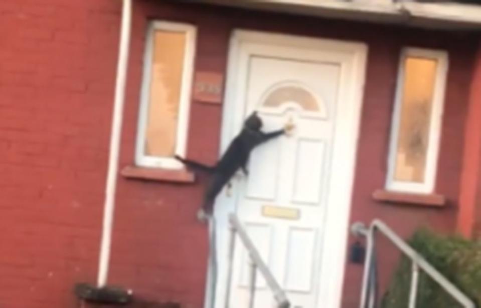 This clever kitty has figured out how to use a door knocker like a pro. Source: Storyful via Sheekilah Jones 
