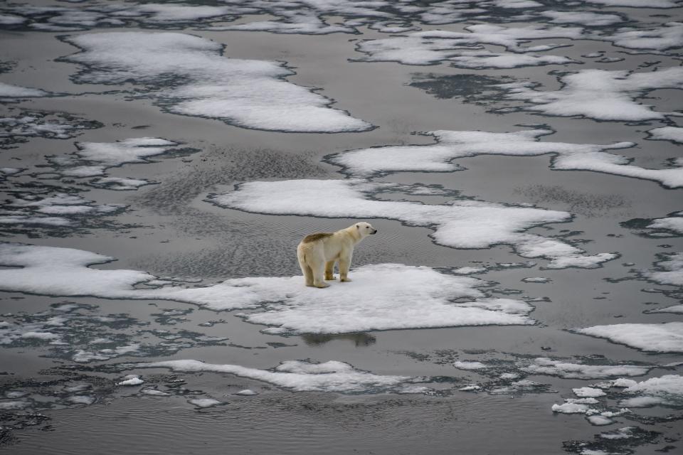 Scientists warn polar bears are facing a dire situation as greenhouse gases melt their icy environment.