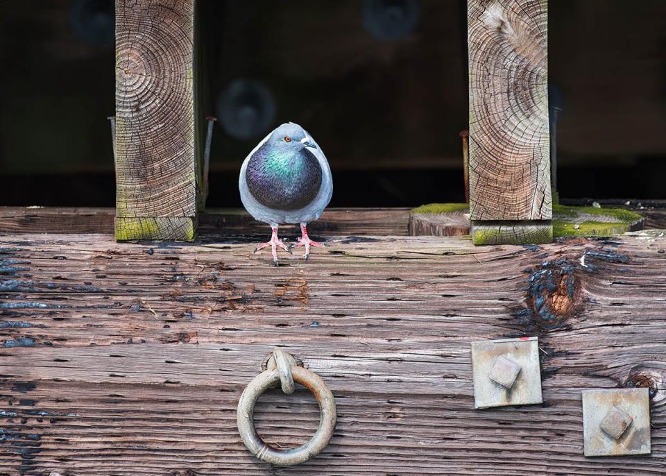 Pigeons get a bad rap, according to local photographer Jack Coughlin. Coughlin, who snapped a picture of this one taking a break at Wells Harbor on April 15, 2024, says pigeons are smart and interesting to watch.