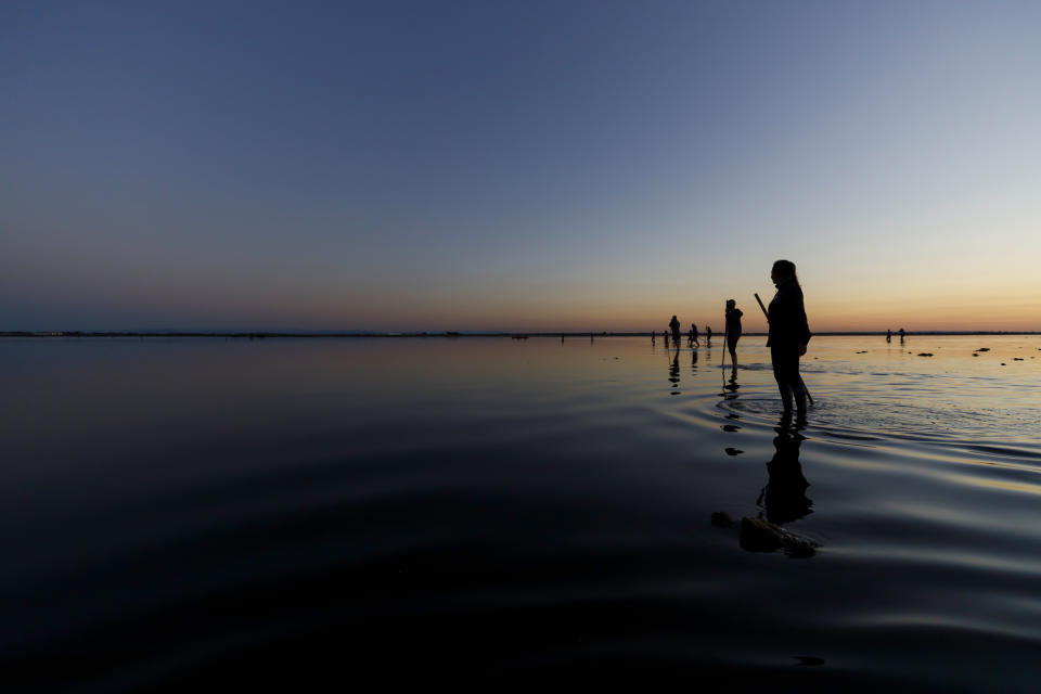 In this Wednesday, Aug. 5, 2020 photo provided by Salins de Camargue, flamingo experts walk in the water, in Aigues-Mortes, the Camargue region, southern France, to gather and put bands on baby birds so scientists can track their migration. The numbers of pink flamingos may be the highest since experts began keeping records 45 years ago, said Thierry Marmol, guardian of the lands. France's two months of strict confinement may well be the reason. (Fabrice Pavanello, Salins de Camargue via AP)