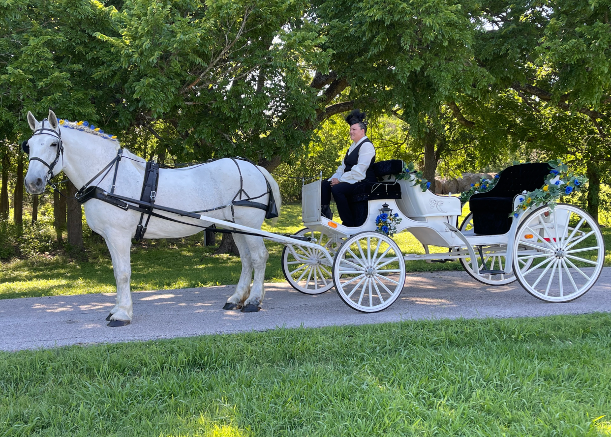 This gray Percheron mare owned by Robin Donahe, who runs Fantasia Carriage, provides carriage rides for special events. Fantasia Carriage is the only horse-drawn carriage company permitted to operate in downtown Austin.