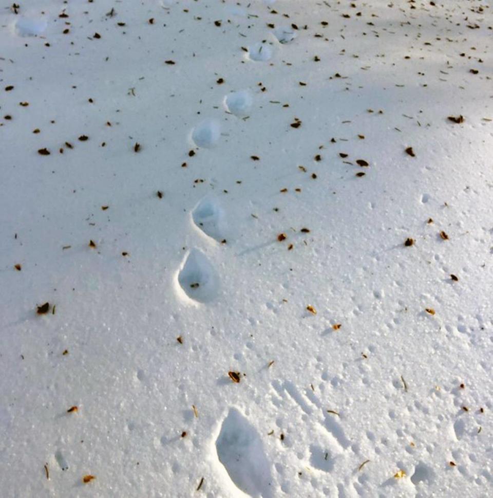 Fisher tracks were spotted in Yosemite National Park.