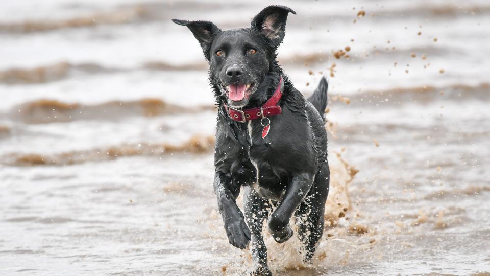 <p>Dog and cat owners are being advised to speak to a vet as soon as possible if they want to take their pet on holiday after March next year. </p>