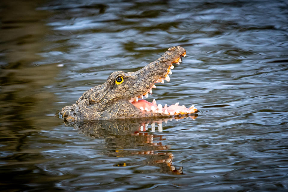 A village has been left bemused over rogue wildlife in the local pond following the mysterious appearance of an alligator. The miniature 'predator' has been floating in the water in Barton, Cambs., since just before Christmas, with its jaws gaping wide and its 'fierce' pointy teeth bared. But the tiny alligator certainly hasn't fazed the other wildlife that frequents the pond - and has become the talking point of the residents of Barton, which has a population of just 850 people.