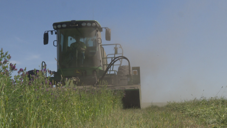 Hot summer temperatures stunt hay growth in parts of Alberta