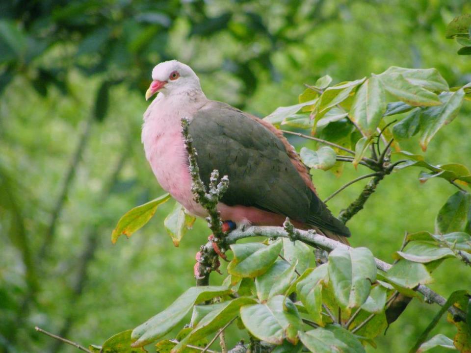 The pink pigeon on the Mauritius island is threatened with extinction, in large part because of a lack of genetic diversity in the remaining 500 birds, according to Colossal Biosciences. The Texas-based genetic science company is partnering the Mauritian Wildlife Foundation to save the birds.