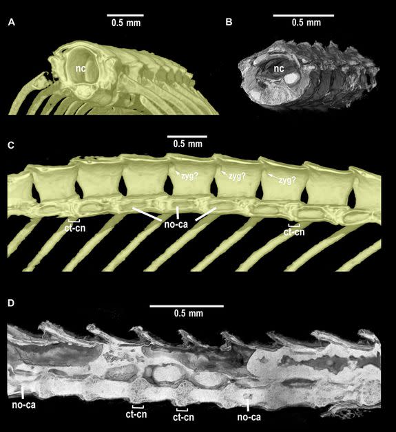 Individual vertebrae are extremely small, comparable in size and morphology to those of a neonate Asian pipe snake.