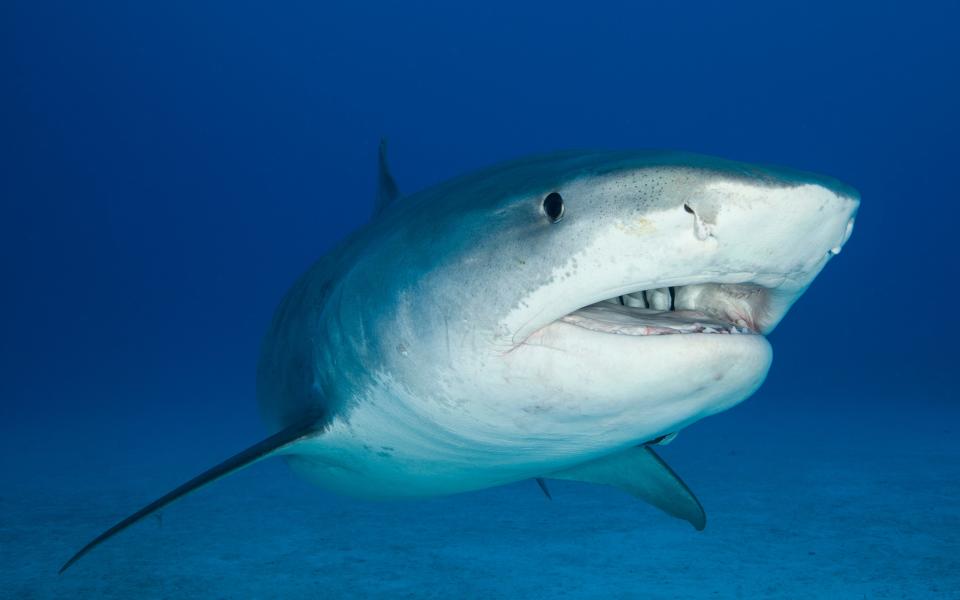 A file image of a tiger shark.