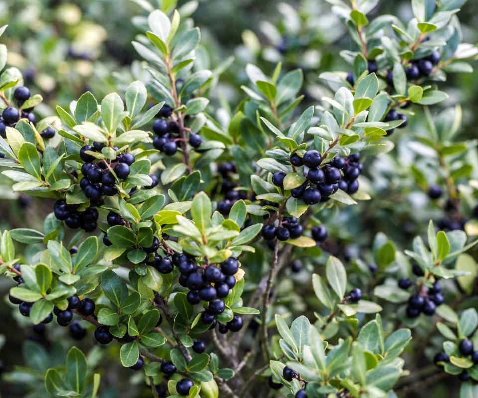 Japanese holly with berries