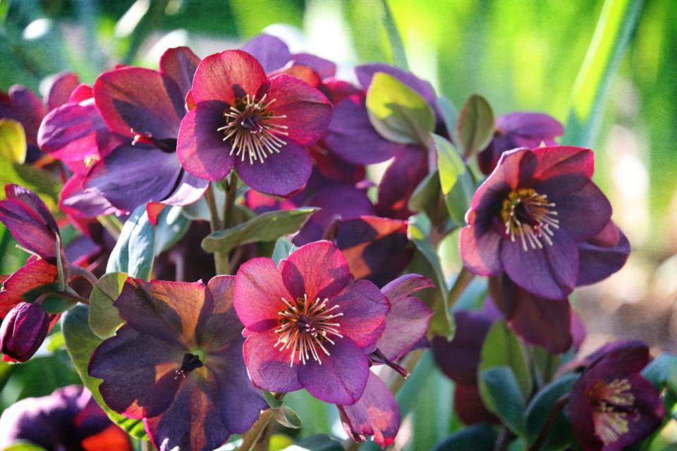 Helleborus plant