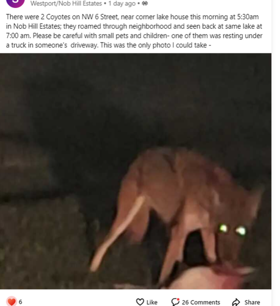 A Nextdoor app user in Plantation captured an image of a coyote in the Nob Hill residential community in Broward County in October 2023.