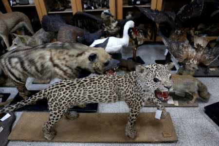 Taxidermied animals are seen at Tel Aviv University's Zoological centre and are part of the collection which will be housed at the Steinhardt Museum of Natural History, a new Israeli natural history museum set to open next year in Tel Aviv, Israel June 8, 2016. REUTERS/Nir Elias