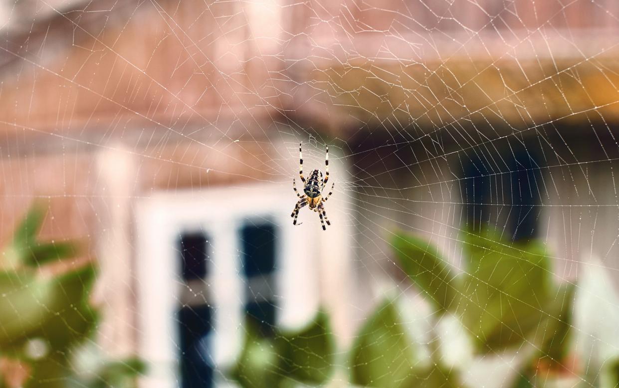 The UK has over 800 different types of spiders