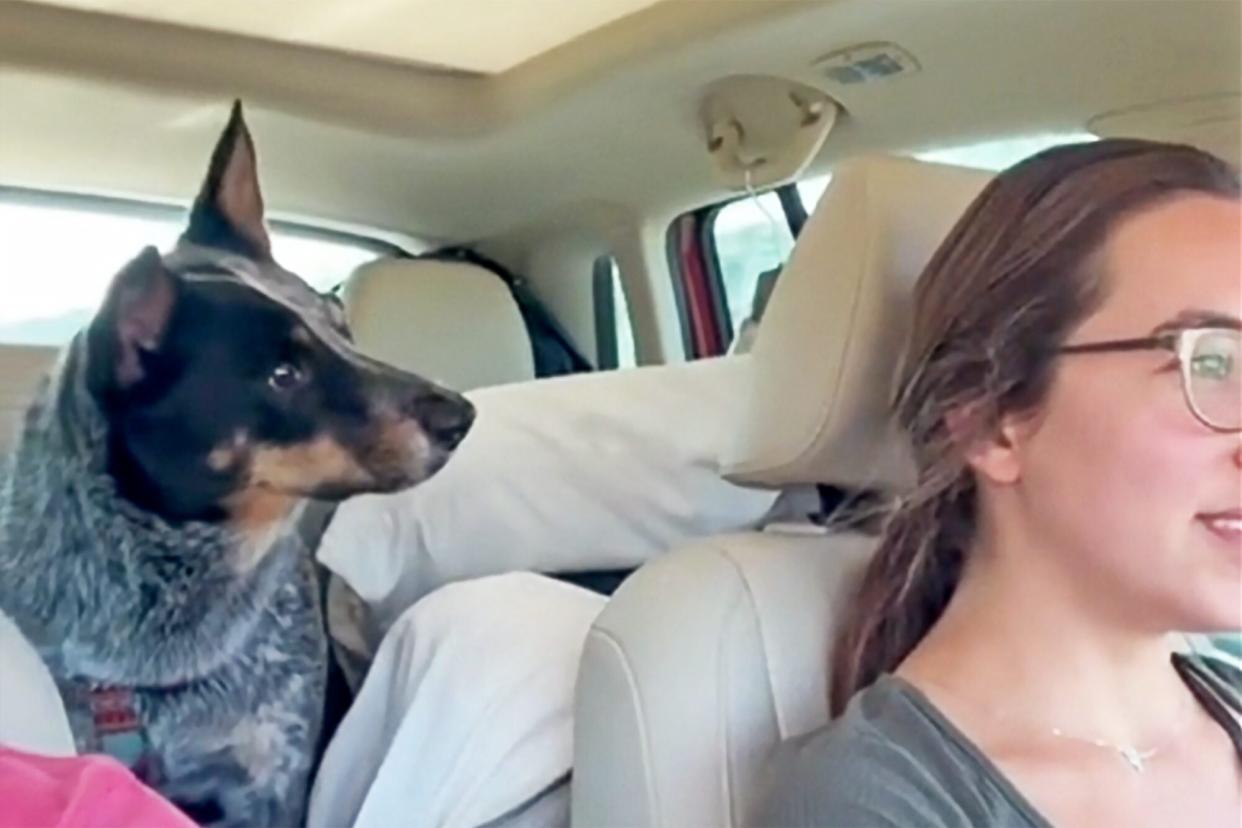 dog in car hearing he is going to the grandparents