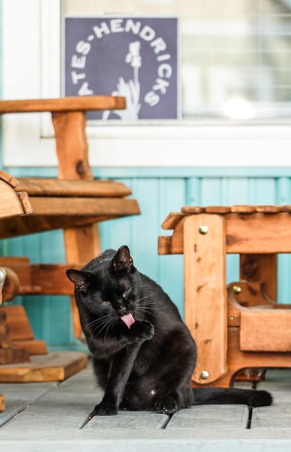 A feral cat named Chadwick takes a bath on the porch of Kia Xiong and Tyler Donnelly, who create Cat Hotels on Wednesday, July 19, 2023, in the Bates-Hendricks neighborhood of Indianapolis.