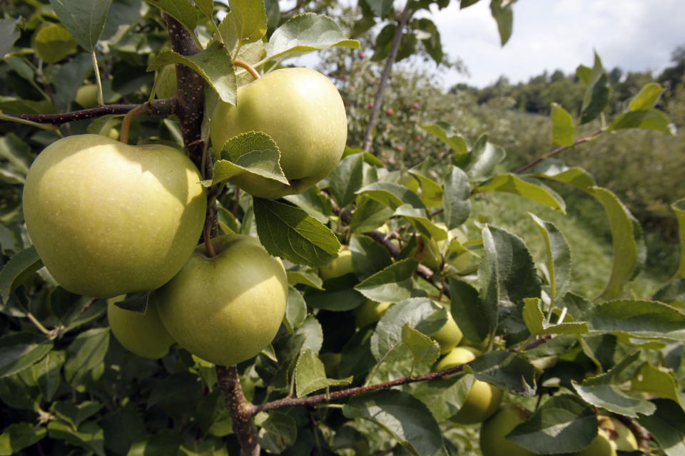 In this Friday, Aug. 10, 2012 photo, ripening apples hang from a tree at Burtt's apple orchard in Cabot, Vt. Apple orchards in Northern New England dodged a bullet this spring when trees got an early start and then were hit with frost that decimated crops in big producing states like Michigan. The crop in Vermont, Maine and New Hampshire is expected to be smaller than last year's banner year but growers are optimistic about the season. (AP Photo/Toby Talbot)