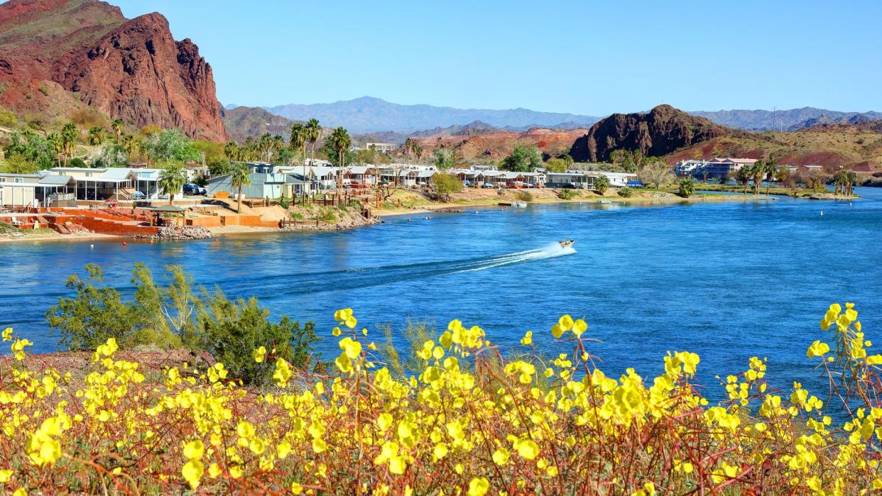 Desert Wildflowers along the Colorado River near Lake Havasu City.