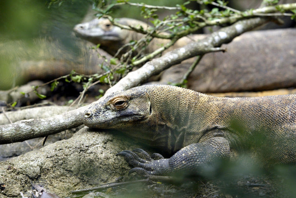 Komodowarane sind die größten lebenden Echsen und werden deshalb häufig als Drachen bezeichnet. (Bild: Reuters)