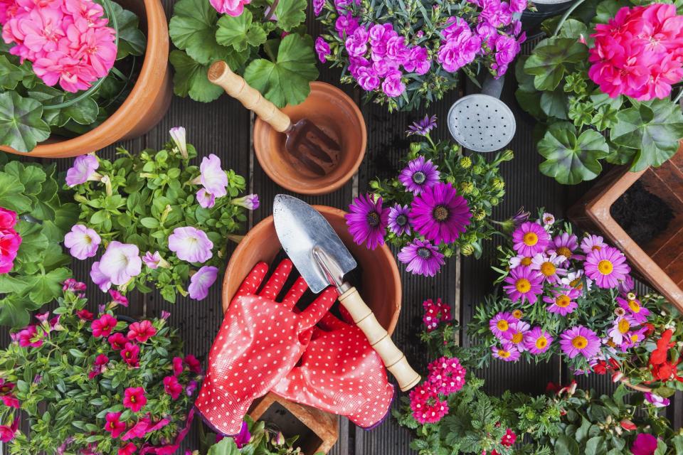 Transform Your Garden with These Beautiful Spring Flowers