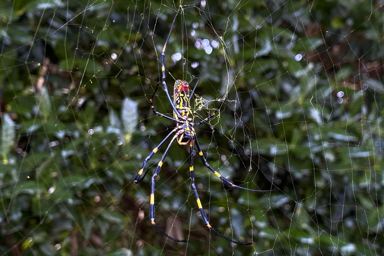 The Joro spider, a large spider native to East Asia, is seen in Johns Creek, Ga.