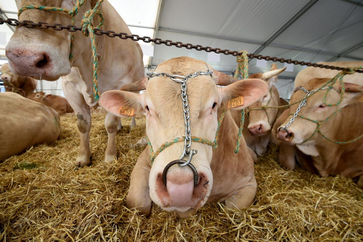 Blondes d'Aquitaine. (Photo d'illustration) - JOHN THYS / AFP