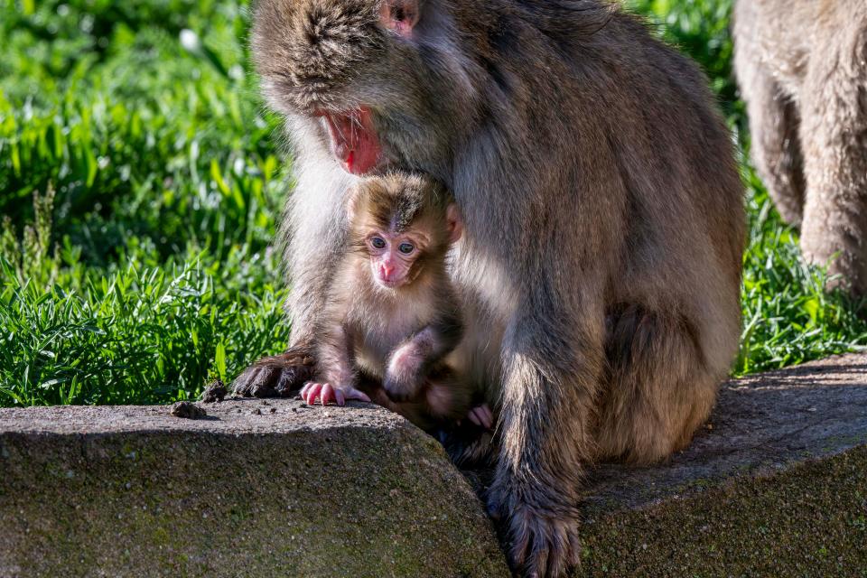 Japanese macaque, Rikka, tends to her new baby, born in April 2024, at the Milwaukee County Zoo.