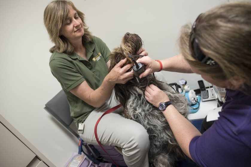 DAVIS CA APRIL 22, 2019 -- Animal health technicians Sasha Hickman-Beoshanz, left and Dyne Handing, using a hair clipper, prepare to draw blood from Merlyn, a Wirehaired Pointer at the UC Davis Veterinary Hospital as part of a volunteer donation program. A proposed bill in the California state legislature would change the way blood banks for dogs operate. (David Butow / For the Times)