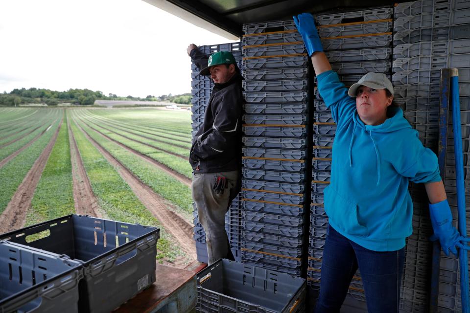 Terri Eaton (R) and Dan Racvenhill (L), part of the UK Seasonal Relief Team working for The Watercress Company hold onto crates full of spinach as the tractor manoeuvres across the field as they harvest spinach on farmland near Dorchester, in southern England on June 5, 2020, during the novel coronavirus COVID-19 pandemic. - The company have found it difficult to find staff since the Coronavirus pandemic, due to a shortage of seasonal workers from abroad, managing director Tom Amery said. (Photo by ADRIAN DENNIS / AFP) (Photo by ADRIAN DENNIS/AFP via Getty Images)
