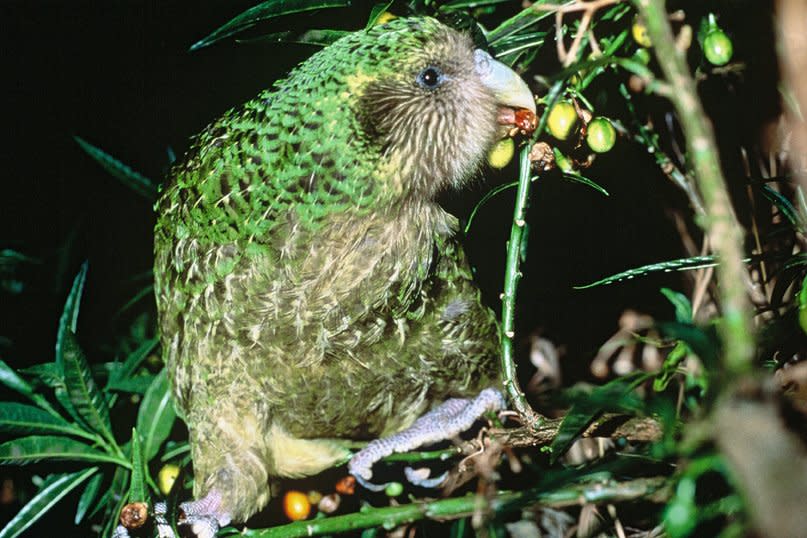 kakapo