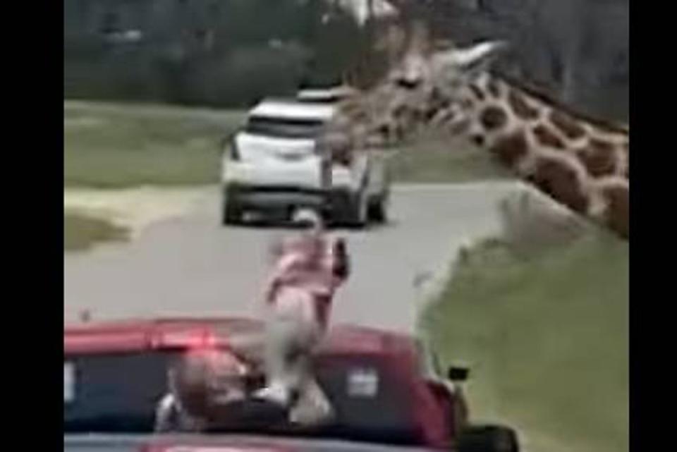 A giraffe at a Texas wildlife center lifted a toddler into the air during a drive-thru safari (Facebook)