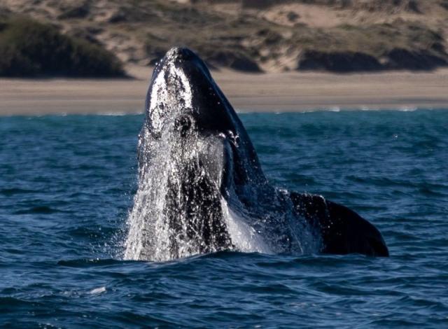 5 animales marinos con gran experiencia en el distanciamiento social -  Oceana México