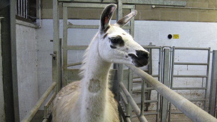 <span class="caption">Fifi the llama is among those providing blood samples for COVID-19 research.</span> <span class="attribution"><span class="source">University of Reading</span>, <span class="license">Author provided</span></span>