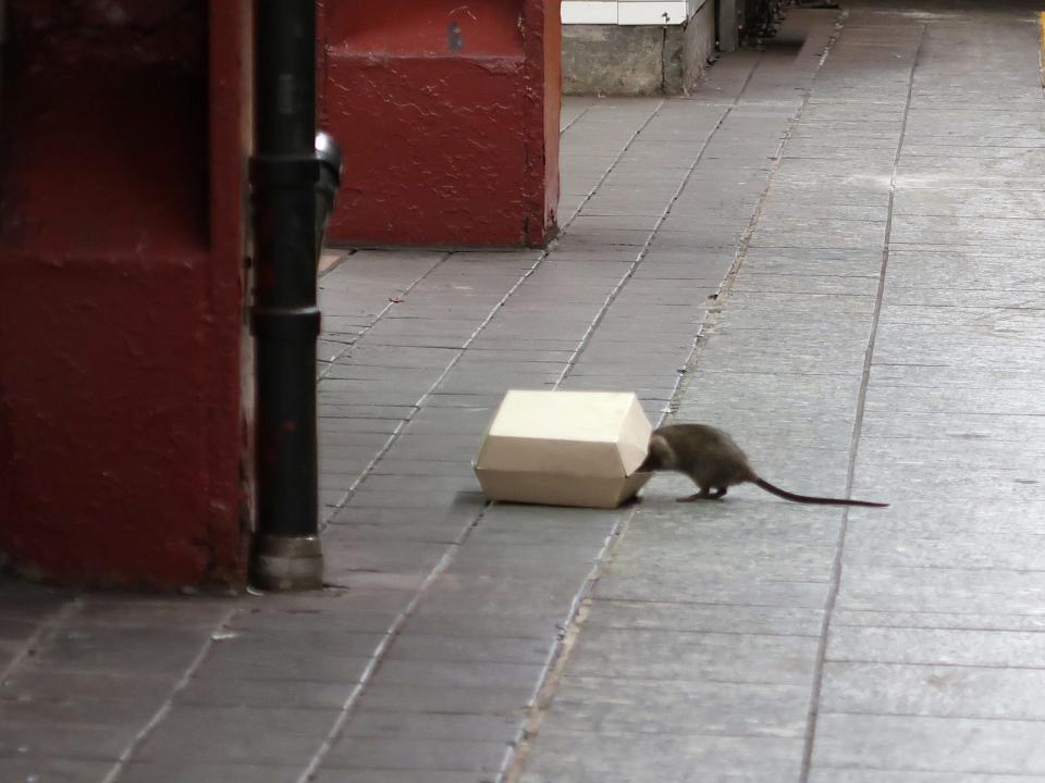 A rat climbs into a box with food in it on the platform at the Herald Square subway station in New York City on July 4 2017.