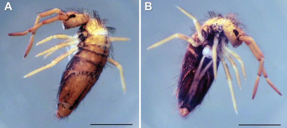 Adult Entomobrya arenaria are orange-yellow and dark ventral sides.