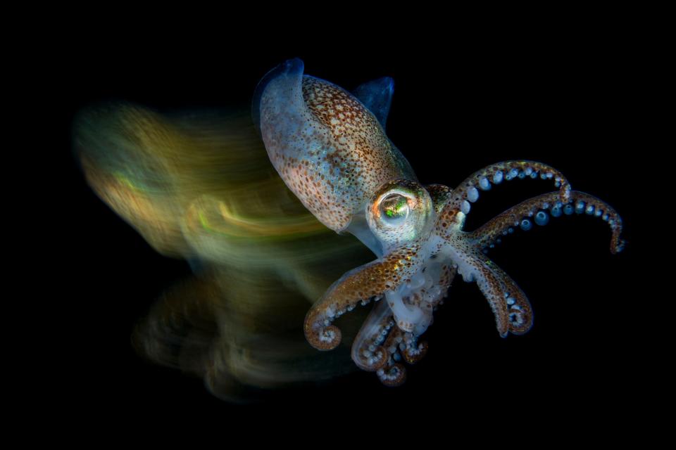 "Fast Cuttlefish" by Fabio FabioIardino. An octopus in the dark ocean.