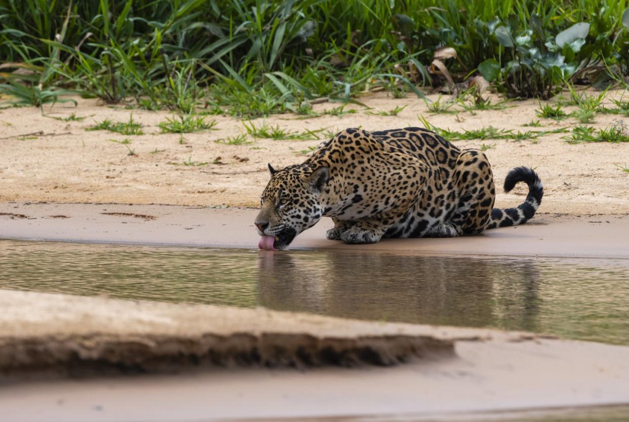 <span class="caption">A jaguar in Brazil's Patanal region.</span> <span class="attribution"><a class="link " href="https://www.gettyimages.com/detail/news-photo/jaguar-panthera-onca-drinking-pantanal-mato-grosso-brazil-news-photo/1371864203" rel="nofollow noopener" target="_blank" data-ylk="slk:Sergio Pitamitz /VWPics/Universal Images Group via Getty Images;elm:context_link;itc:0;sec:content-canvas">Sergio Pitamitz /VWPics/Universal Images Group via Getty Images</a></span>