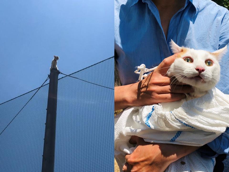 <p>近畿大學發生橘白貓受困電線桿　救援行動贏得52萬人讚賞！</p>
