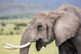 African Elephant in Masai Mara at Kenya.