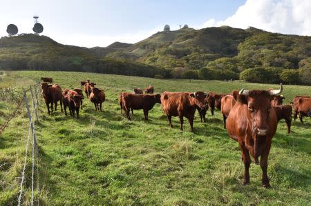 Cattle are seen near rader facilities at a base of Japanese Self-Defence Force in Erimo Town, on Japan's northern island of Hokkaido, October 12, 2017. Picture taken October 12, 2017. REUTERS/Malcolm Foster