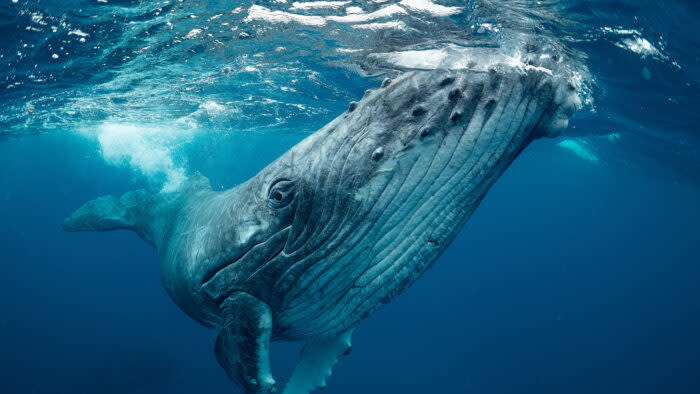 a blue whale