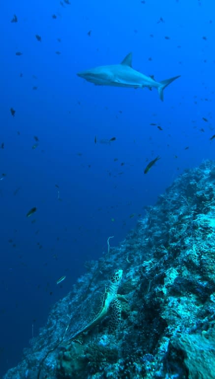 Conservation efforts are underway in the Pacific to create a network of marine parks across the region