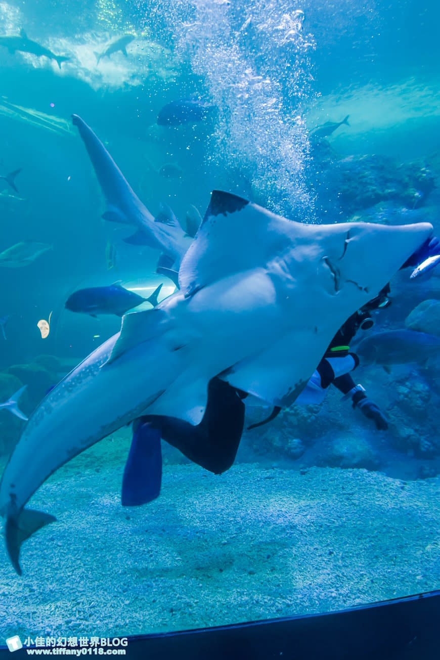 澎湖水族館