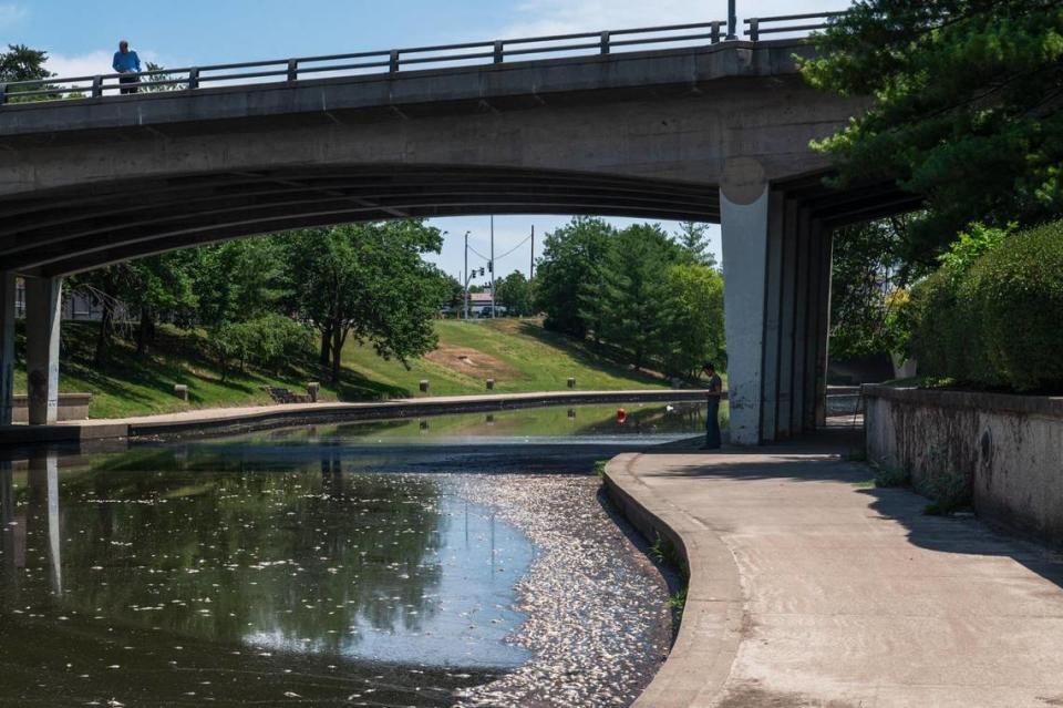 Dead fish fill the waters of Brush Creek near the Country Club Plaza on Monday, July 3, 2023, in Kansas City. According to the Missouri Department of Conservation, the dead fish are mostly Green Sunfish and died as a result of excessive heat and lack of oxygen in the water.