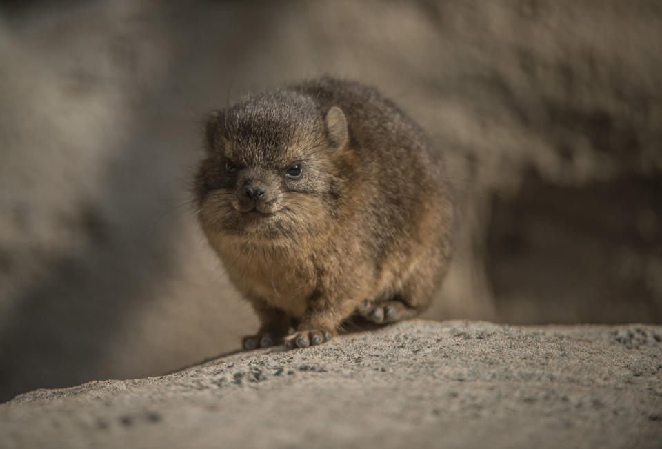 They have just made their public debut at the zoo (Chester Zoo)