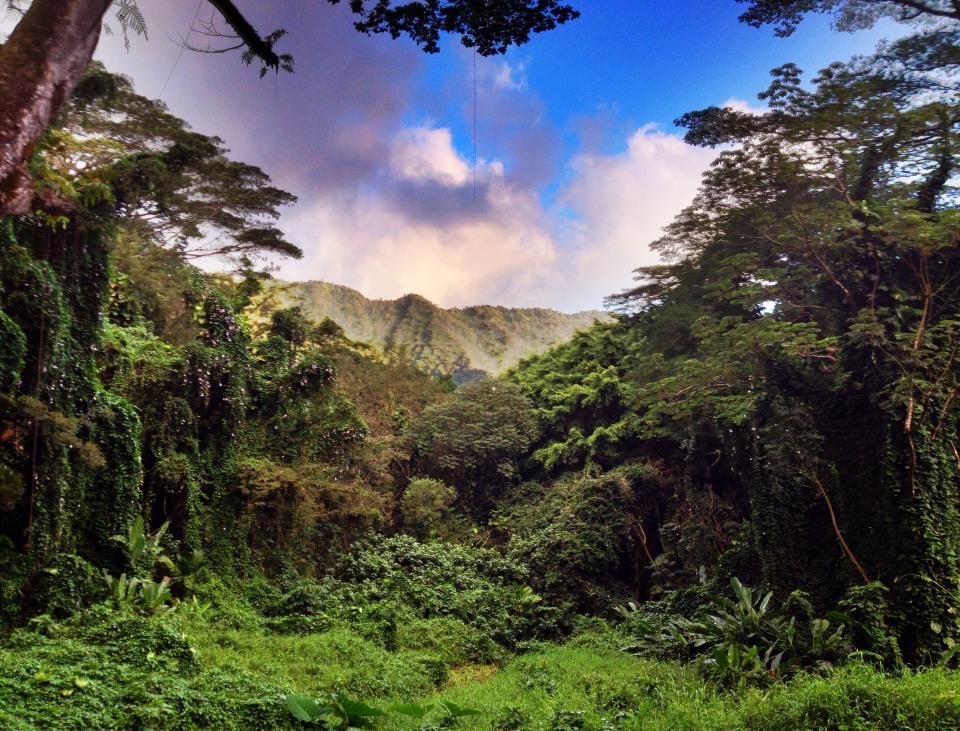 Manoa Waterfall Small Group Adventure, Oahu, Hawaii