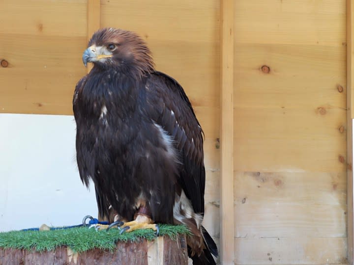 A photo of a hawk.