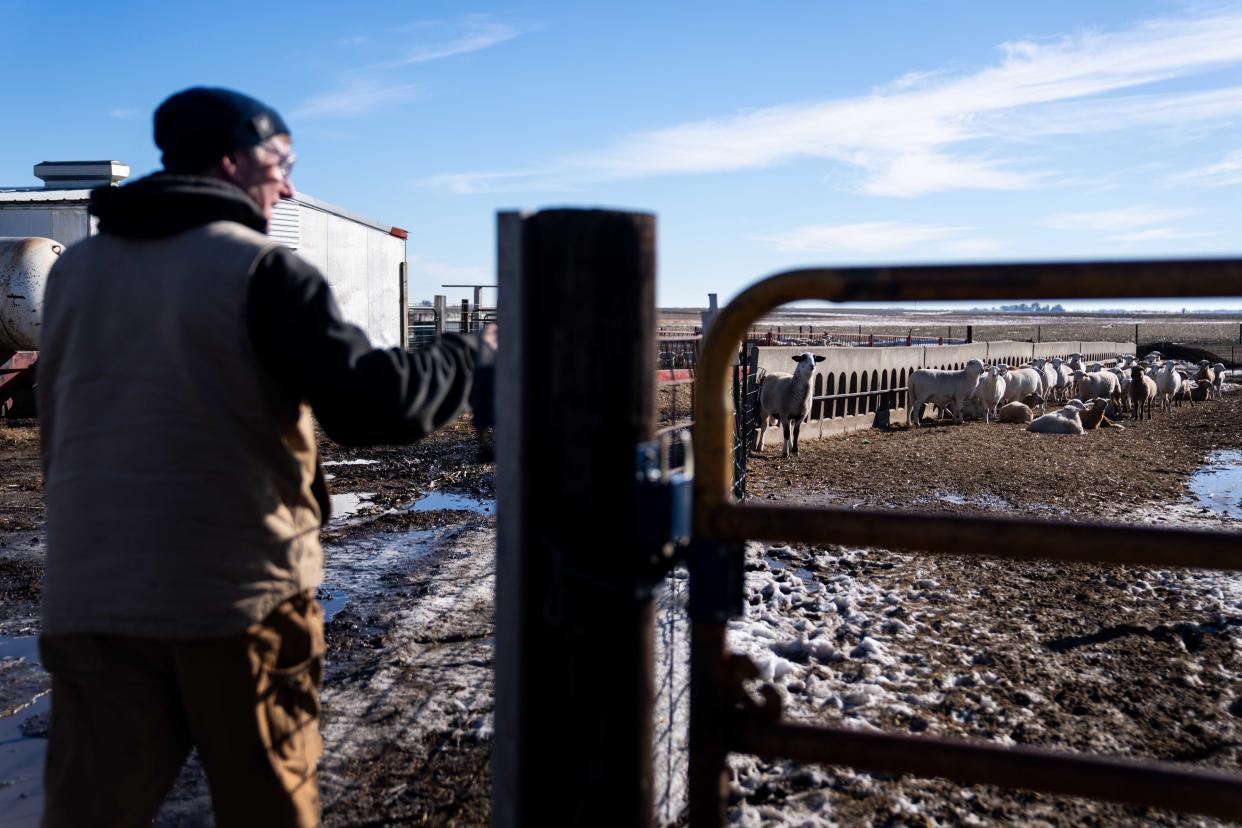 Dozens of sheep look to Mike Sexton as he arrives to feed them on his farm near Rockwell City.