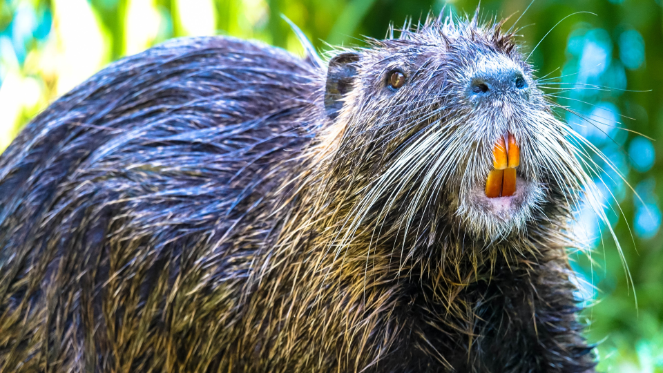 CANVA - nutria