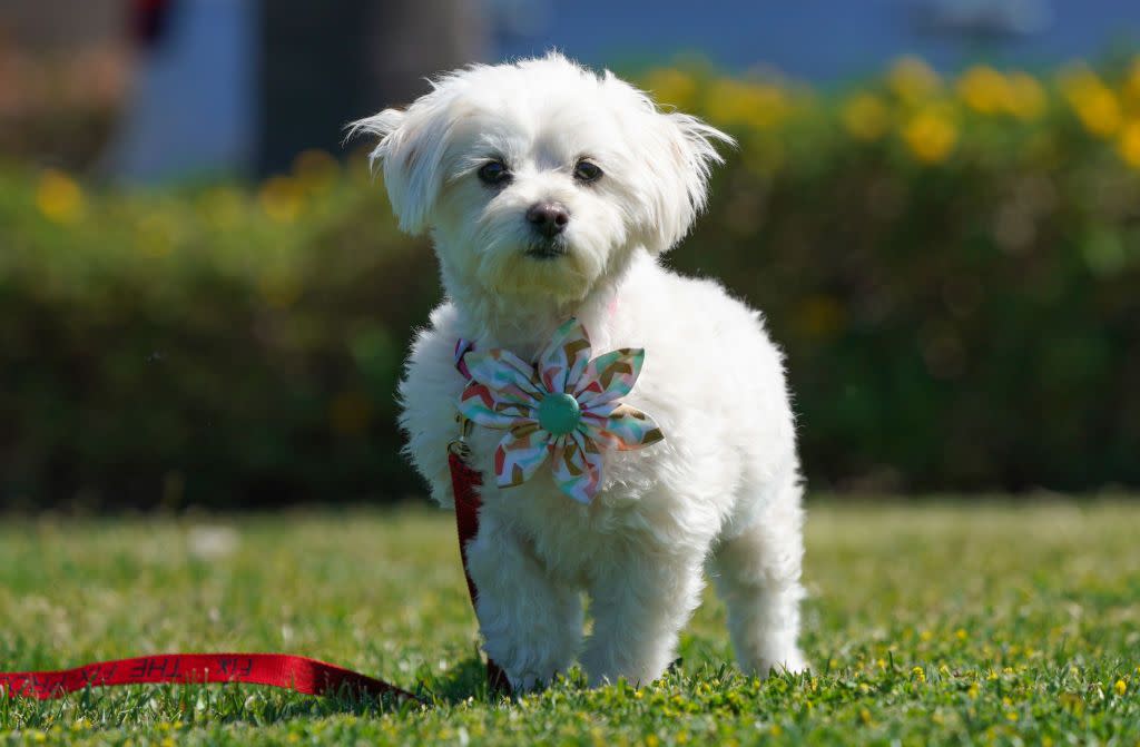small fluffy dog breeds maltese
