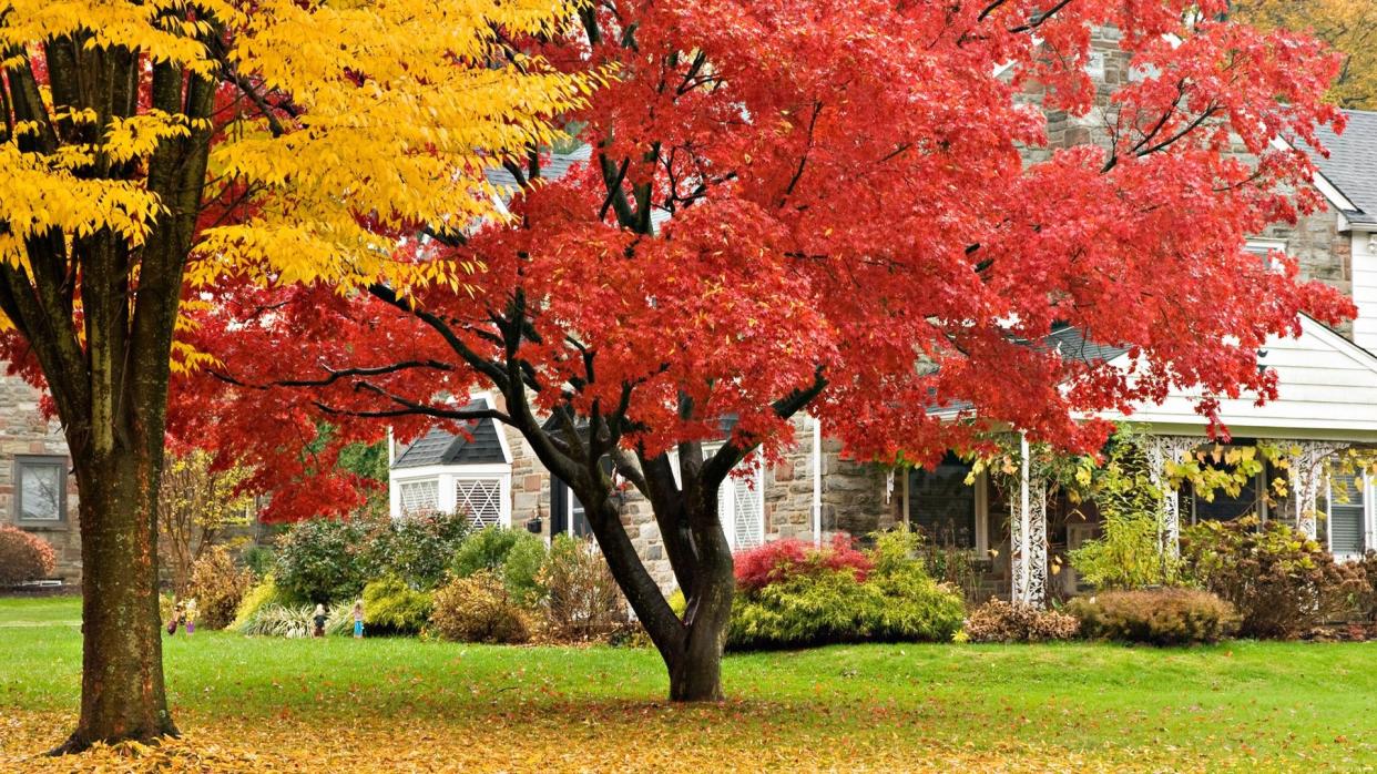 autumn trees